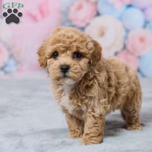 Petunia, Bich-Poo Puppy